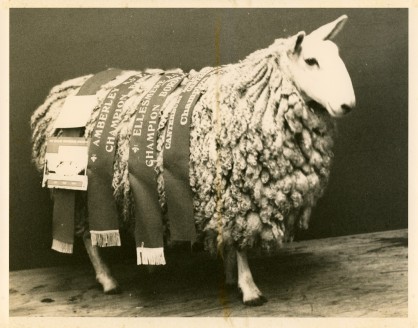1978 Champion Border Leicester Ewe, Ellesmere &amp; Amberley A &amp; P Show