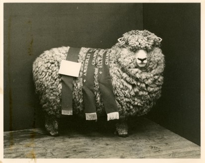 Champion Corriedale Ewe, Ellesmere Show mid 1970s. Bred and exhibited by Canterbury Agricultural College.