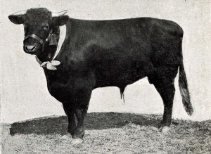 Bull, 3 year old, “Broadhook’s Stamp” (imp.) 1st and Champion at the Metropolitan Show, 1912.